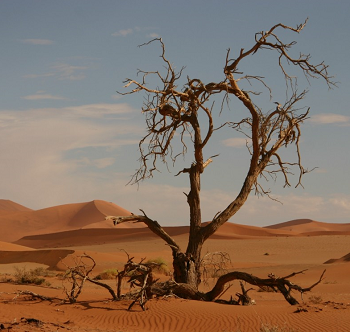 dead tree desert