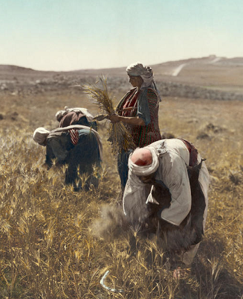 Barley Harvest
