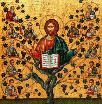 Christ vine and branches